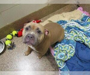 American Staffordshire Terrier Dogs for adoption in Springfield, MA, USA
