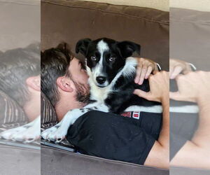 Border Collie-Unknown Mix Dogs for adoption in New London, WI, USA