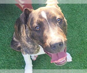 Mutt Dogs for adoption in Redwood City, CA, USA