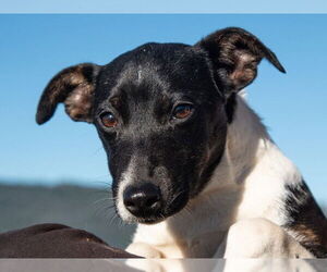 Parson Russell Terrier-Rat Terrier Mix Dogs for adoption in San Andreas, CA, USA