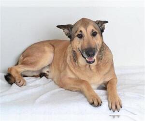 Akita-German Shepherd Dog Mix Dogs for adoption in Oroville, CA, USA