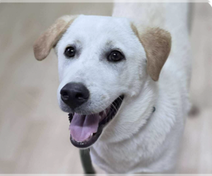 Labrador Retriever-Unknown Mix Dogs for adoption in San Ramon, CA, USA