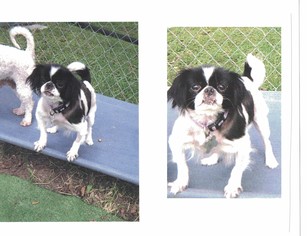 Japanese Chin Dogs for adoption in Cedar Rapids, IA, USA