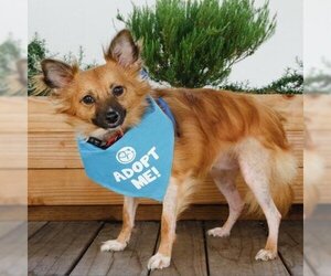 Papillon Dogs for adoption in Pacific Grove, CA, USA