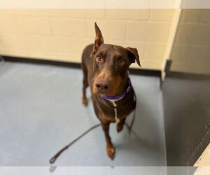 Doberman Pinscher Dogs for adoption in Denver, CO, USA