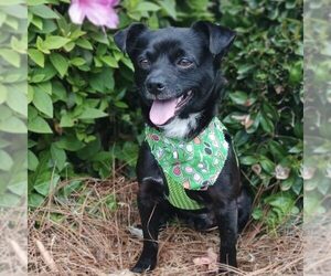 Chihuahua-Unknown Mix Dogs for adoption in Spring Lake, NC, USA