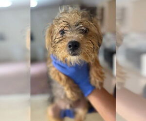 Maltese Dogs for adoption in New York, NY, USA