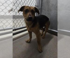 Dachshund-Unknown Mix Dogs for adoption in HESPERIA, CA, USA