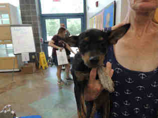 American Rat Pinscher Dogs for adoption in Lacombe, LA, USA
