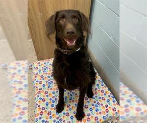 German Wirehaired Pointer Dogs for adoption in Brighton, CO, USA