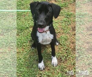 Labrador Retriever-Retriever  Mix Dogs for adoption in Washington, DC, USA