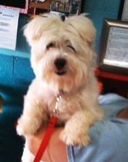 Maltese Dogs for adoption in Lenoir, NC, USA