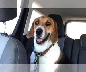 Treeing Walker Coonhound Dogs for adoption in Alton, IL, USA