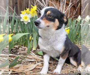 Australian Shepherd-Pembroke Welsh Corgi Mix Dogs for adoption in Denver , CO, USA