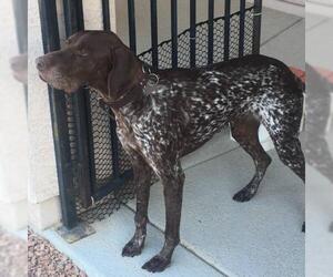 German Shorthaired Pointer Dogs for adoption in Chandler, AZ, USA