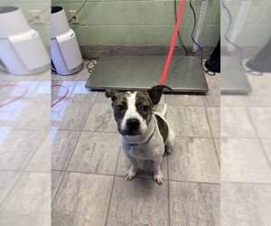 Labrador Retriever-Unknown Mix Dogs for adoption in Grand Prairie, TX, USA