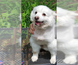 American Eskimo Dog Dogs for adoption in NYC, NY, USA