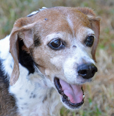 Beagle Dogs for adoption in Englewood, FL, USA
