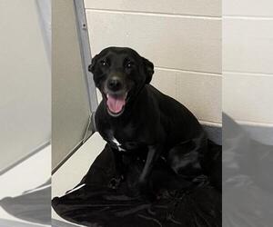 Labrador Retriever Dogs for adoption in Glen Allen, VA, USA