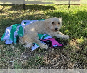 Poodle (Miniature)-Unknown Mix Dogs for adoption in Long Beach, CA, USA