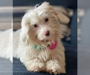 Aussiedoodle Miniature  Dogs for adoption in Brooklyn Center, MN, USA