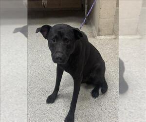 Labrador Retriever-Unknown Mix Dogs for adoption in Conroe, TX, USA