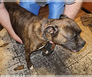 Medium Photo #1 Boxer Puppy For Sale in Woodbury, MN, USA