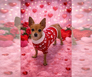 Chihuahua-Unknown Mix Dogs for adoption in Sistersville, WV, USA