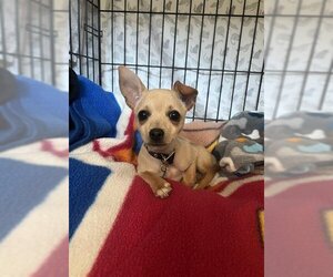 Chihuahua Dogs for adoption in Ojai, CA, USA