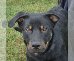 Rottweiler-Unknown Mix Dogs for adoption in Huntley, IL, USA