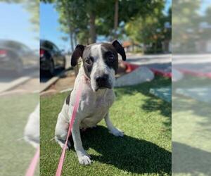 Pointer Dogs for adoption in Bakersfield, CA, USA