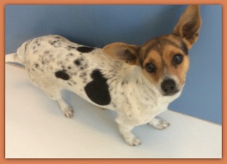 Rat-Cha Dogs for adoption in Pampa, TX, USA