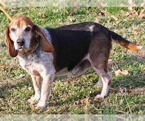 Beagle Dogs for adoption in Gibbstown, NJ, USA