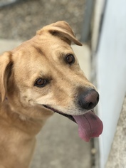 Golden Labrador Dogs for adoption in Akron, OH, USA