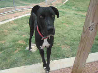 Great Dane Dogs for adoption in Plano, TX, USA