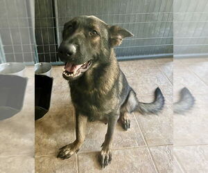 German Shepherd Dog-Unknown Mix Dogs for adoption in Brewster, NY, USA