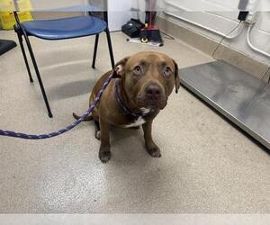 American Staffordshire Terrier-Unknown Mix Dogs for adoption in Grand Prairie, TX, USA