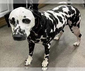 Dalmatian Dogs for adoption in Forestville, MD, USA