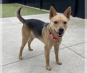 Australian Cattle Dog Dogs for adoption in San Martin, CA, USA