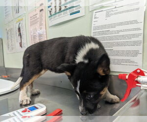 Gerberian Shepsky Dogs for adoption in Santa Cruz, CA, USA
