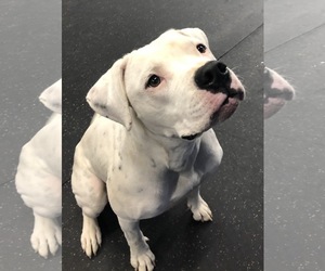 Dogo Argentino Dogs for adoption in Island Lake, IL, USA