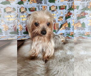 Mutt Dogs for adoption in Bon Carbo, CO, USA