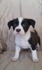 Border Collie-Unknown Mix Dogs for adoption in Custer, WA, USA