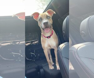 American Pit Bull Terrier-Unknown Mix Dogs for adoption in Belleville, MI, USA