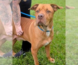 Bulldog-Labrador Retriever Mix Dogs for adoption in Fort Lauderdale, FL, USA