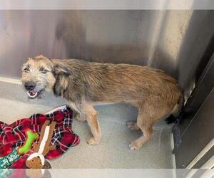 Airedale Terrier-German Shepherd Dog Mix Dogs for adoption in San Martin, CA, USA