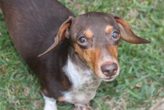 Dachshund Dogs for adoption in Tuscaloosa, AL, USA