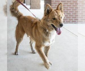 Chow Chow-Unknown Mix Dogs for adoption in Wilmington, NC, USA