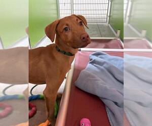 Unknown-Vizsla Mix Dogs for adoption in Frisco, CO, USA