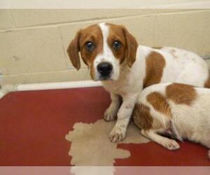 Beagle-Unknown Mix Dogs for adoption in Pikeville, KY, USA